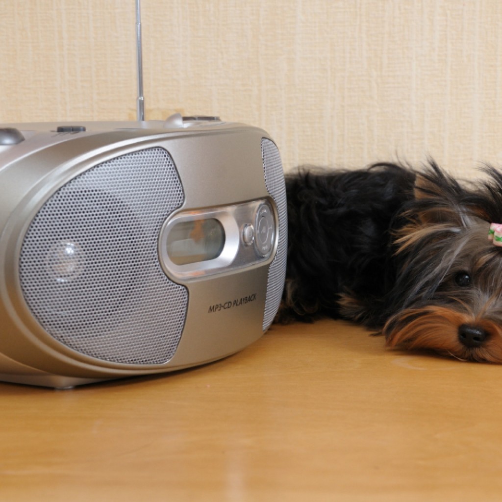 Dog with stereo iStock_000008401959_Small