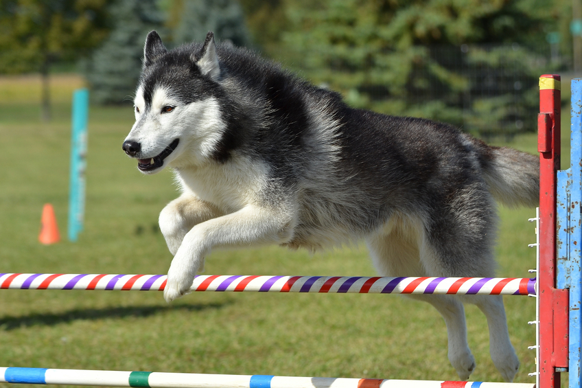 Siberian Husky Leaping Over a Jump at a Dog Agility Trial